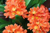 Live Clivia Miniata Plant, Bush Lily, Orange Flowers, Ready to Plant, Evergreen Green Plant
