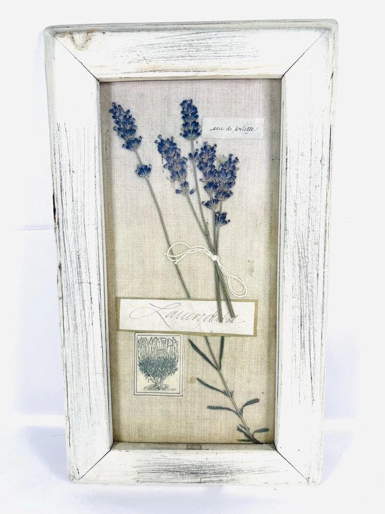 Vintage white distressed framed herbarium print with blue lavender sprigs and botanical tags