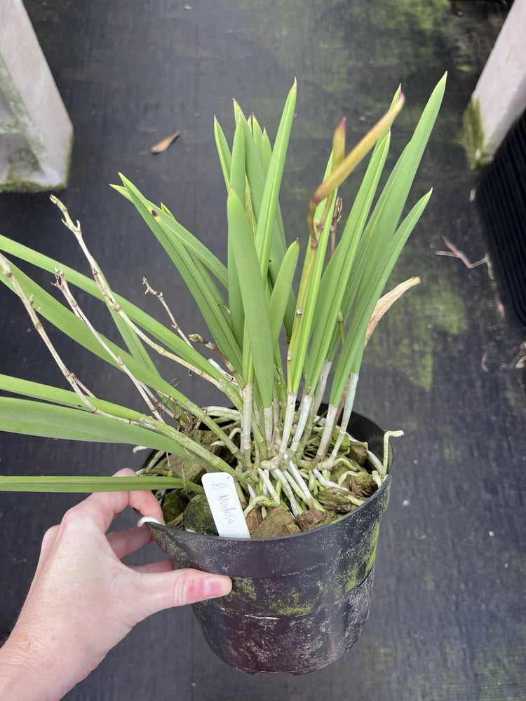 Brassocattleya Nodosa orchid plant in dark pot with green strap-like leaves