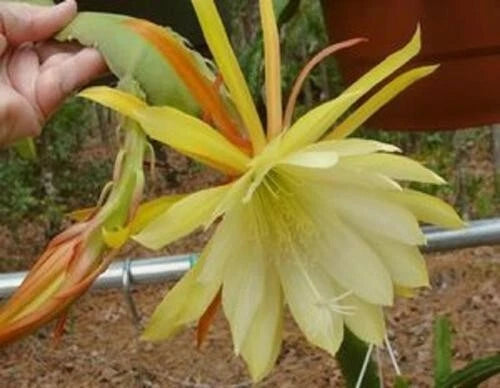 Orchid cactus with large pale yellow trumpet flower and green-orange bracts