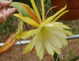 Epiphyllum, Orchid Cactus, " LOVE OF SUSIE ", Don's Quart pots APRIL/2 Orchids