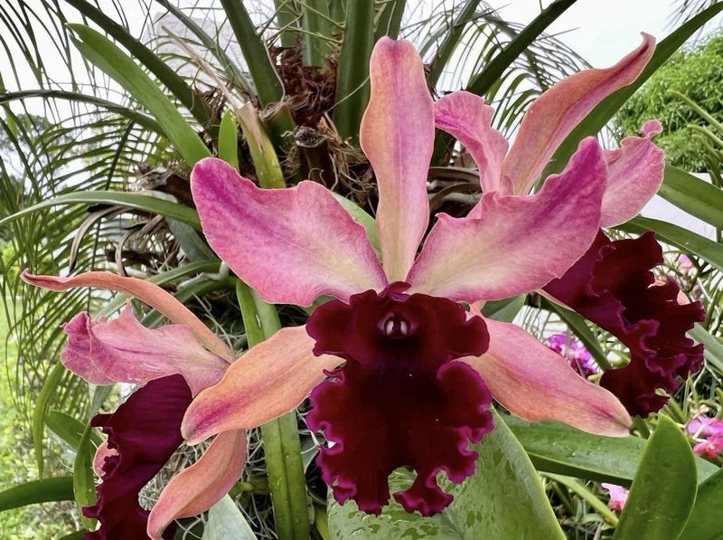 Pink and maroon orchid flowers with ruffled petals and dark centers, green leaves