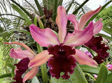 Rhy. Lemon Twist "Myakka City" Orchids