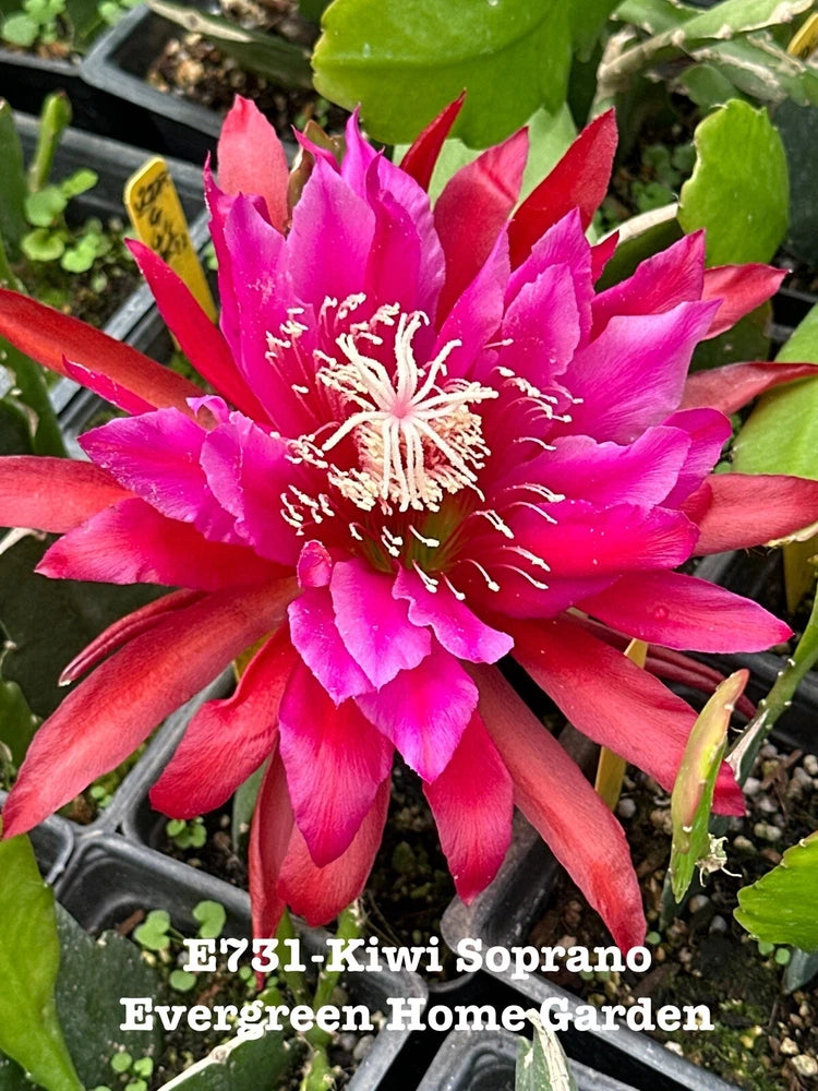 Pink orchid cactus bloom on green plant in small starter pot