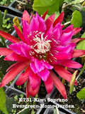 Rooted Epiphyllum Orchid Cactus ÒKiwi SopranoÓ Growing In 4Ó starter pot Orchids