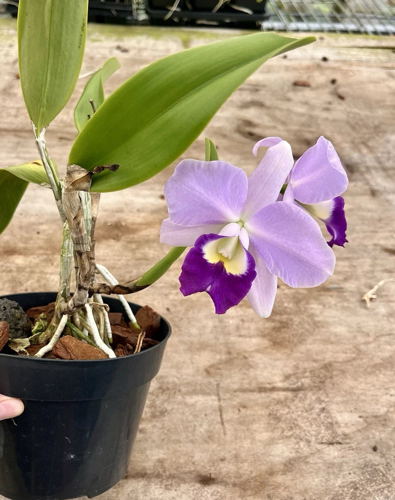 Cattleya orchid in black pot with lavender-purple flowers and green leaves