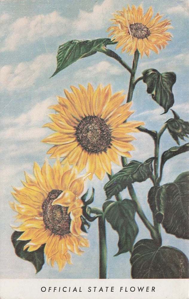 Sunflower postcard with three yellow blooms, dark centers, and green leaves; text strip at bottom