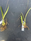 Orchid live Encyclia guatemalensis - bare root Orchids