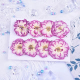 8PCS Real Pressed Dry flower, purple rose flower for art, craft FCD48 Dried Flower