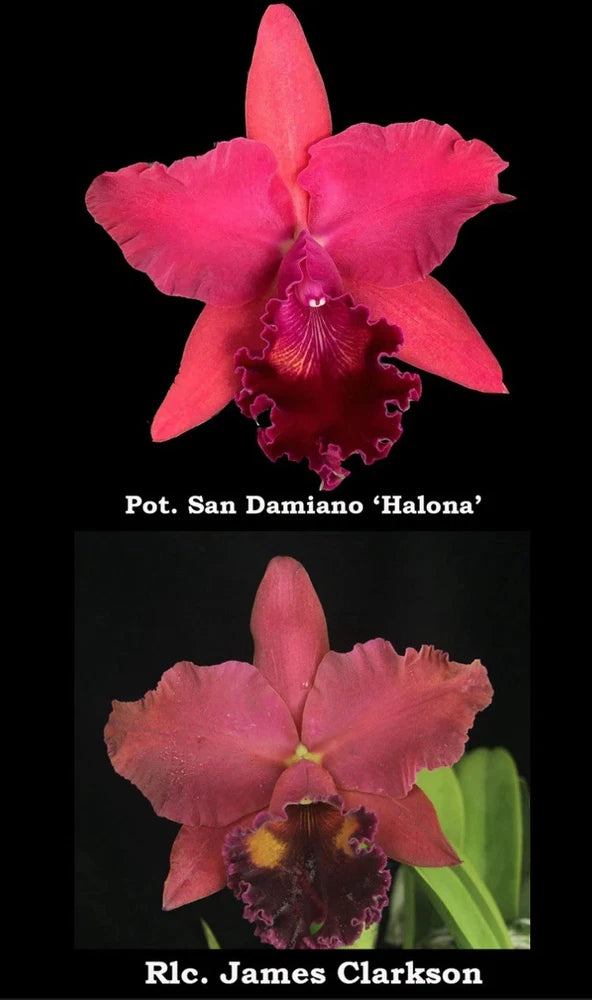 Ruffled pink orchid flower with dark red center, shown in a potted plant