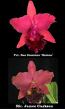 Pot. San Damiano ÔHalonaÕ X James Clarkson 'February 6th' Orchid Hybrid 4Ó Pot Orchids