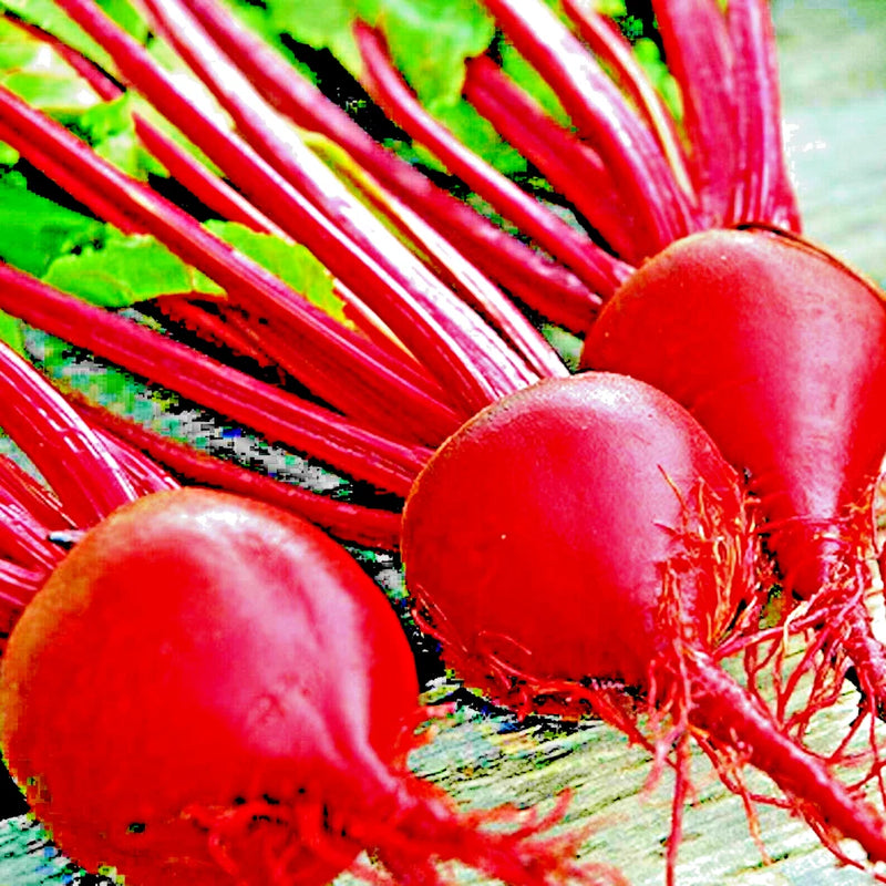 200+ DETROIT BEET SEEDS | HEIRLOOM | NON-GMO | SPRING GARDEN VEG | USA GROWN Garden Plants