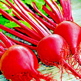 200+ DETROIT BEET SEEDS | HEIRLOOM | NON-GMO | SPRING GARDEN VEG | USA GROWN Garden Plants