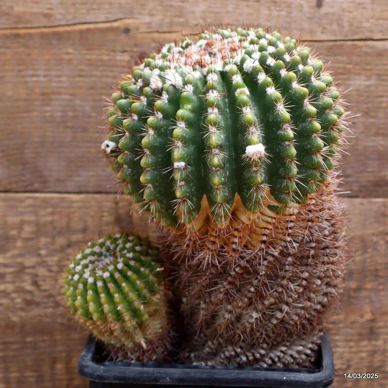 Small potted cactus in a dark square pot, round green stems with white spines
