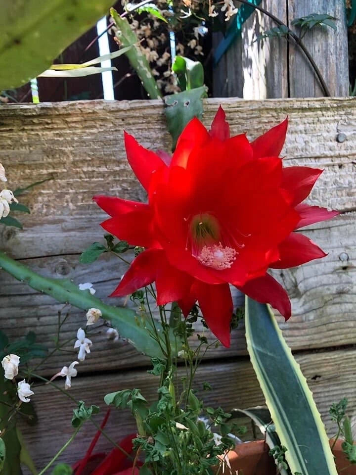 3 cuttings of Red epiphyllum Ackermannii orchid cactus each 5 to 8 inches long Orchids