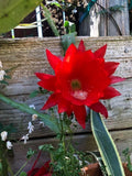 3 cuttings of Red epiphyllum Ackermannii orchid cactus each 5 to 8 inches long Orchids
