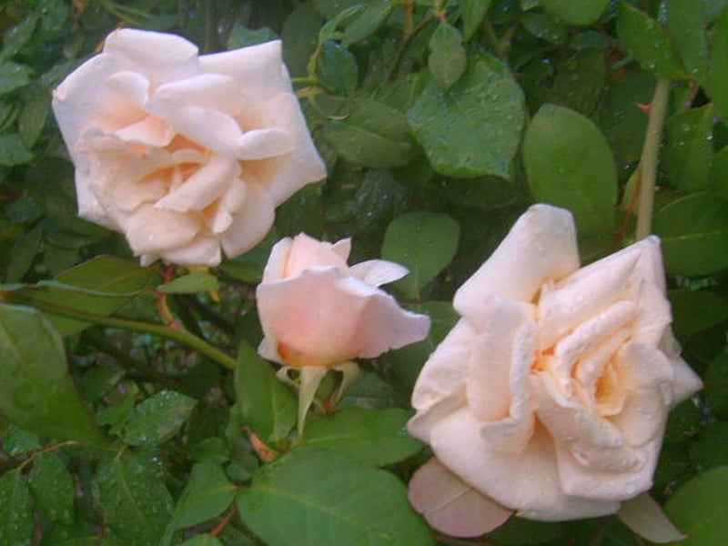 Apricot pink shrub rose plant with pale cream and pink layered flowers and buds