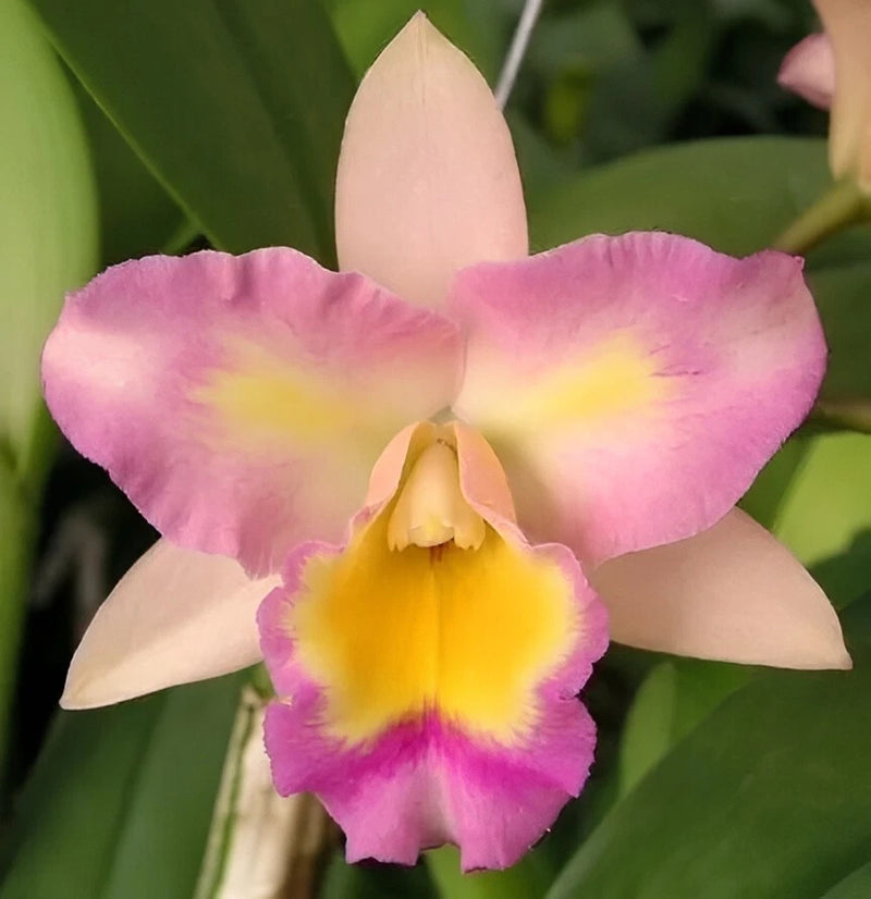 Pink orchid bloom with yellow center, five rounded petals.