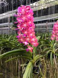 Hybrid Thai Vanda Orchid plants (Pine River _ Bangkok Sunset) "Soft Pink color" Dried Flower