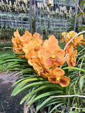 Rare Two-Tone Yellow Vanda Orchid -Fragrant Hybrid with Long-Lasting Blooms Dried Flower