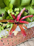 Neoregelia Fireball Bromeliads Orchids