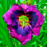 5 KANSAS KITTEN DAYLILY SEEDS -  Hemerocallis 'Kansas Kitten' Flowering Plants