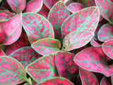 288 HYPOESTES SPLASH SELECT RED Live Plants Plugs Garden Home AV Garden Plants