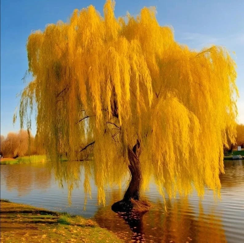 5 Gold Weeping Willow Tree Cuttings to Grow - Excellent for Bonsai or Garden Garden Plants