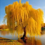 5 Gold Weeping Willow Tree Cuttings to Grow - Excellent for Bonsai or Garden Garden Plants