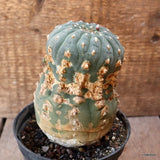 D4633 MATUCANA MADISONIORUM pot12-H13-W9 cm MaMa Cactus Green Plant