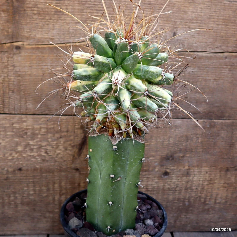 D3252 FEROBERGIA VARIEGATED GRAFT pot16-H30-W16 cm MaMa Cactus Green Plant