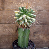 D3252 FEROBERGIA VARIEGATED GRAFT pot16-H30-W16 cm MaMa Cactus Green Plant