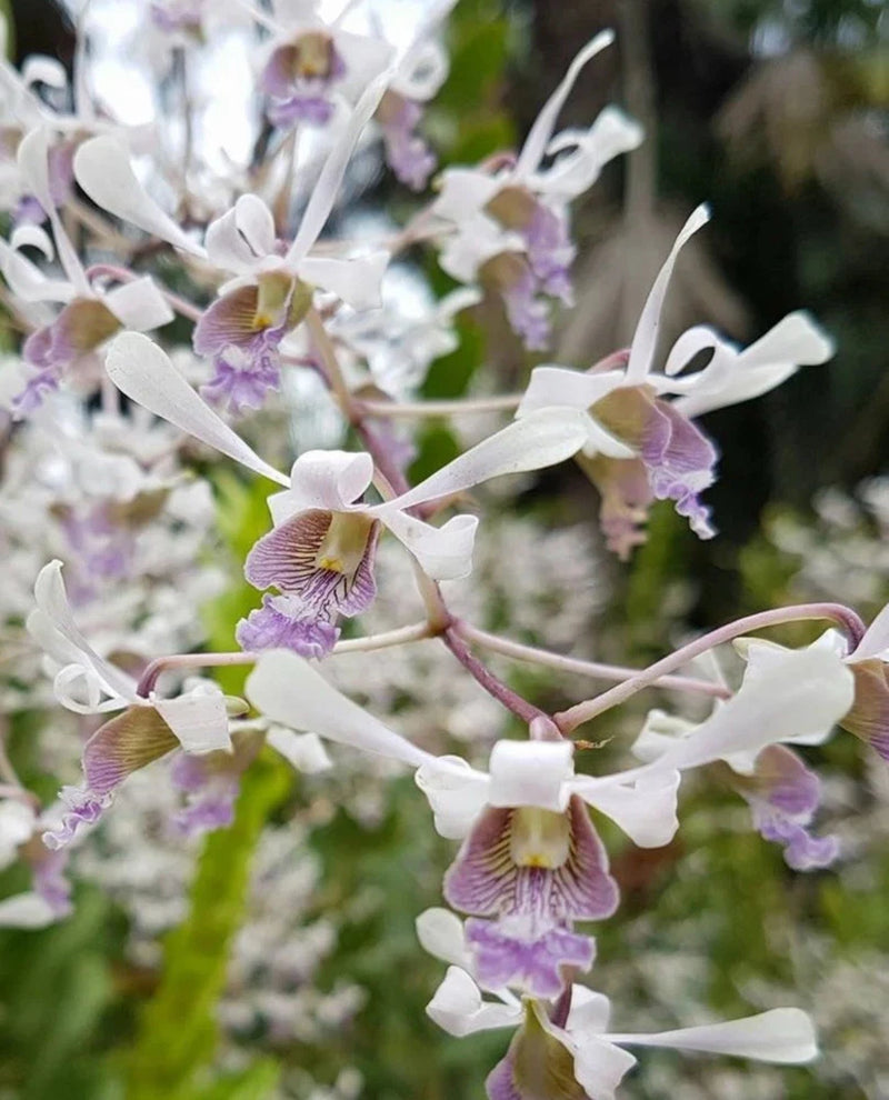 Fragrant dendrobium orchid with white blooms and purple centers on branching stems