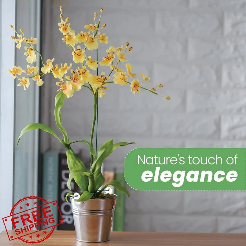 Live oncidium orchid in small metallic pot, yellow spidery blooms and green leaves