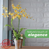 American Plant Exchange Live Oncidium Orchid 4" Pot Orchids
