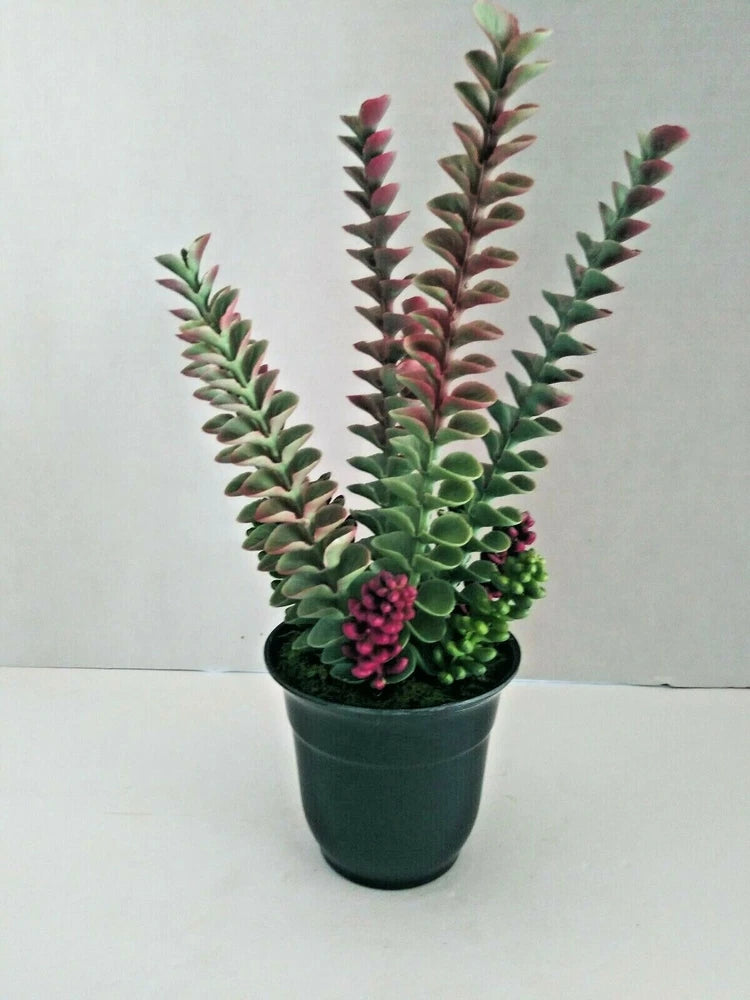 Cute Artificial Succulent Potted Plant. Silk Flower Floral Arrangements Green Plant