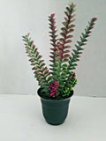 Cute Artificial Succulent Potted Plant. Silk Flower Floral Arrangements Green Plant