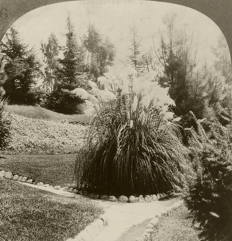 Keystone Stereoview of Californian Pampas Grass From California Set 3 1910's #46 Pampas Grass