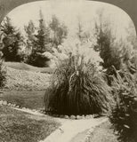 Keystone Stereoview of Californian Pampas Grass From California Set 3 1910's #46 Pampas Grass