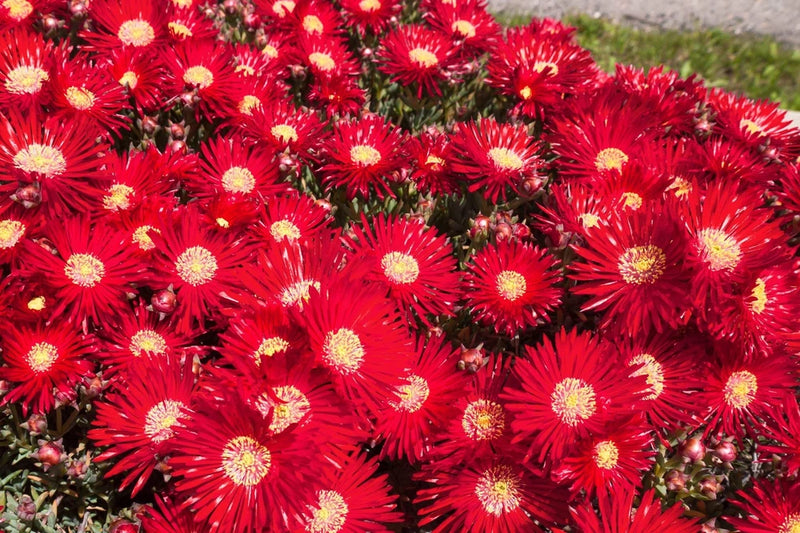 100 Gelato Bright RED ICE PLANT MESEMBRYANTHEMUM DAISY Livingstone Flower Seeds Daisies