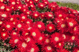 100 Gelato Bright RED ICE PLANT MESEMBRYANTHEMUM DAISY Livingstone Flower Seeds Daisies