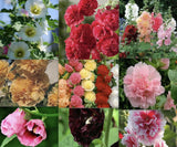 25pc HOLLYHOCK SEEDS Garden Plant Flower rare bloom exotic USA seller FREE ship Garden Plants