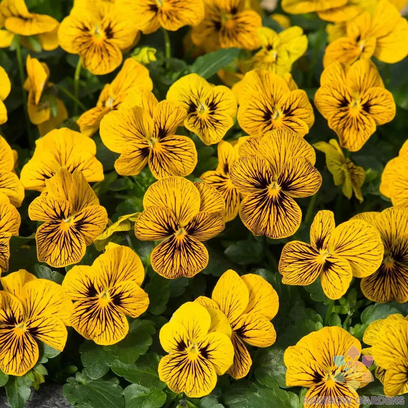 200+ Sorbet Tiger Eye Pansy (Viola) Seeds for Garden - USA - FREE SHIPPING! Garden Plants
