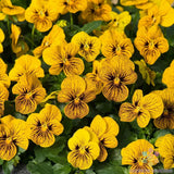 200+ Sorbet Tiger Eye Pansy (Viola) Seeds for Garden - USA - FREE SHIPPING! Garden Plants