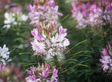 Cleome Spider Plant Flower Seeds 100+ Annual PINK WHITE BLOSSOMS USA FREE S&H Flowering Plants