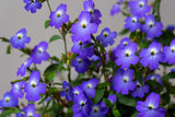 50 BROWALLIA Americana Amethyst Flower Bush Violet Blue Purple Flower Seeds Flowering Plants