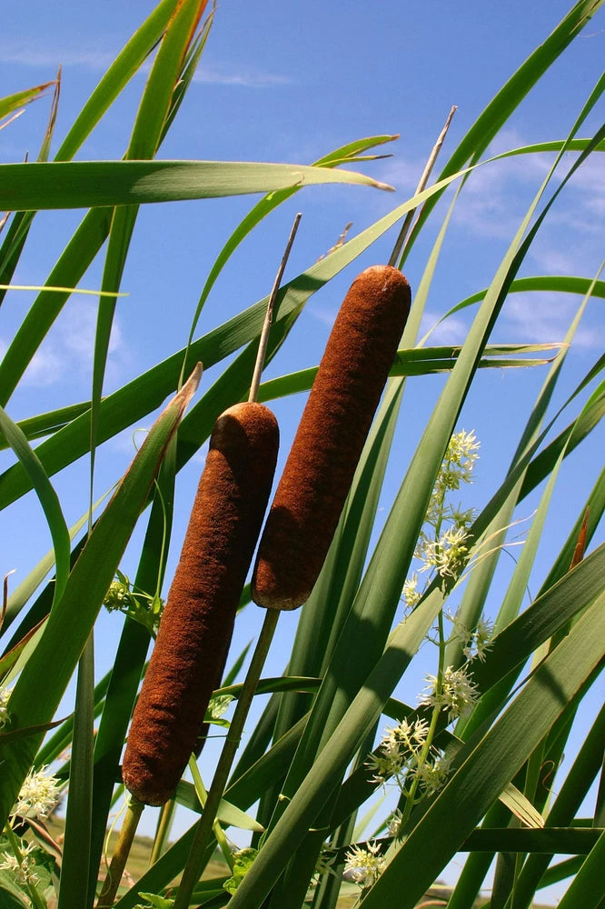 50 CATTAILS Cat Tails Typha Latifolia Water Pond Grass Flower Seeds *Flat S/H Flowering Plants