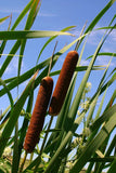 50 CATTAILS Cat Tails Typha Latifolia Water Pond Grass Flower Seeds *Flat S/H Flowering Plants