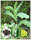 25+ Wild Lettuce Seeds (Lactuca virosa) Fresh Harvest *Free US Shipping* Flowering Plants