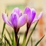 20 SEEDS Striped Purple CROCUS fragrant flower exotic garden plant USA Seller Garden Plants
